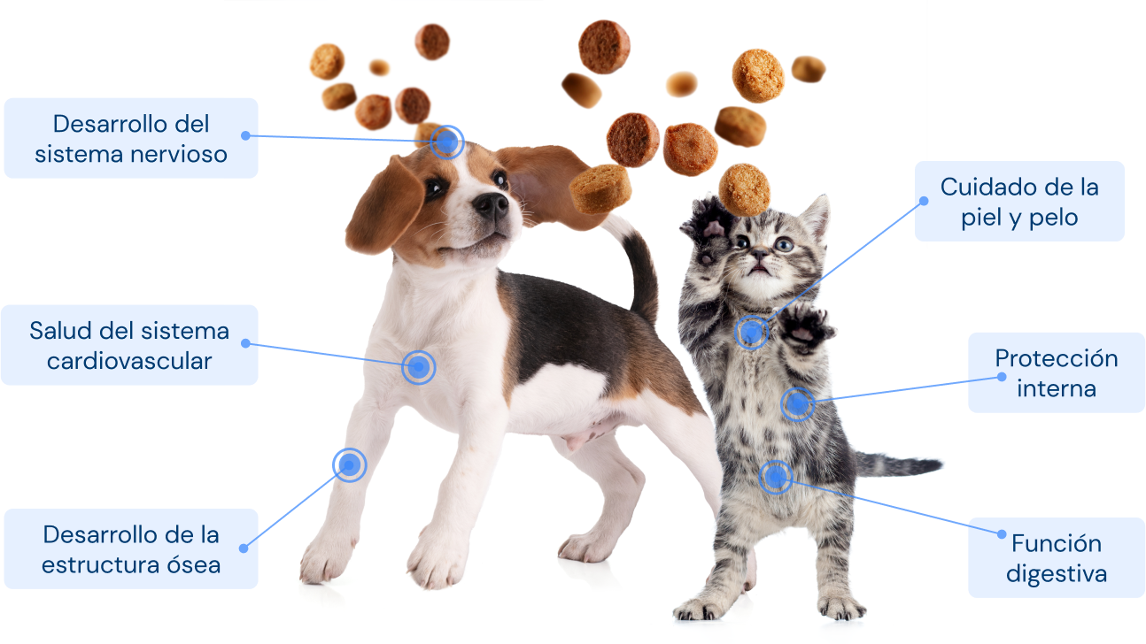 Infografía con un perro y un gato rodeados de croquetas de pienso, señalando beneficios de la nutrición veterinaria: desarrollo del sistema nervioso, salud cardiovascular, desarrollo óseo, cuidado de la piel y pelo, protección interna y función digestiva.