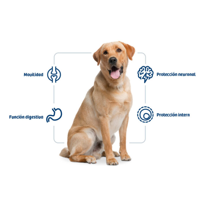 Nath Adult Maxi Pollo pienso para perros - Imagen 2